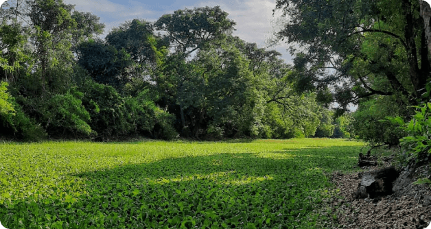 LAS ARAUCARIAS